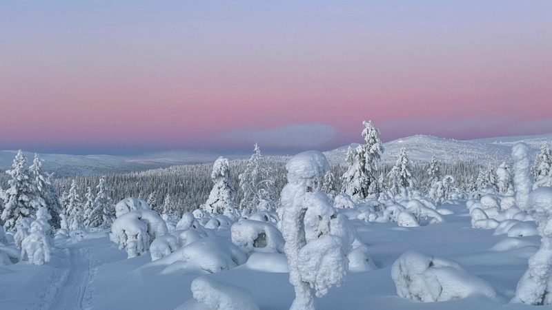 Sn&ouml;kl&auml;dda tr&auml;d i rosa skymning